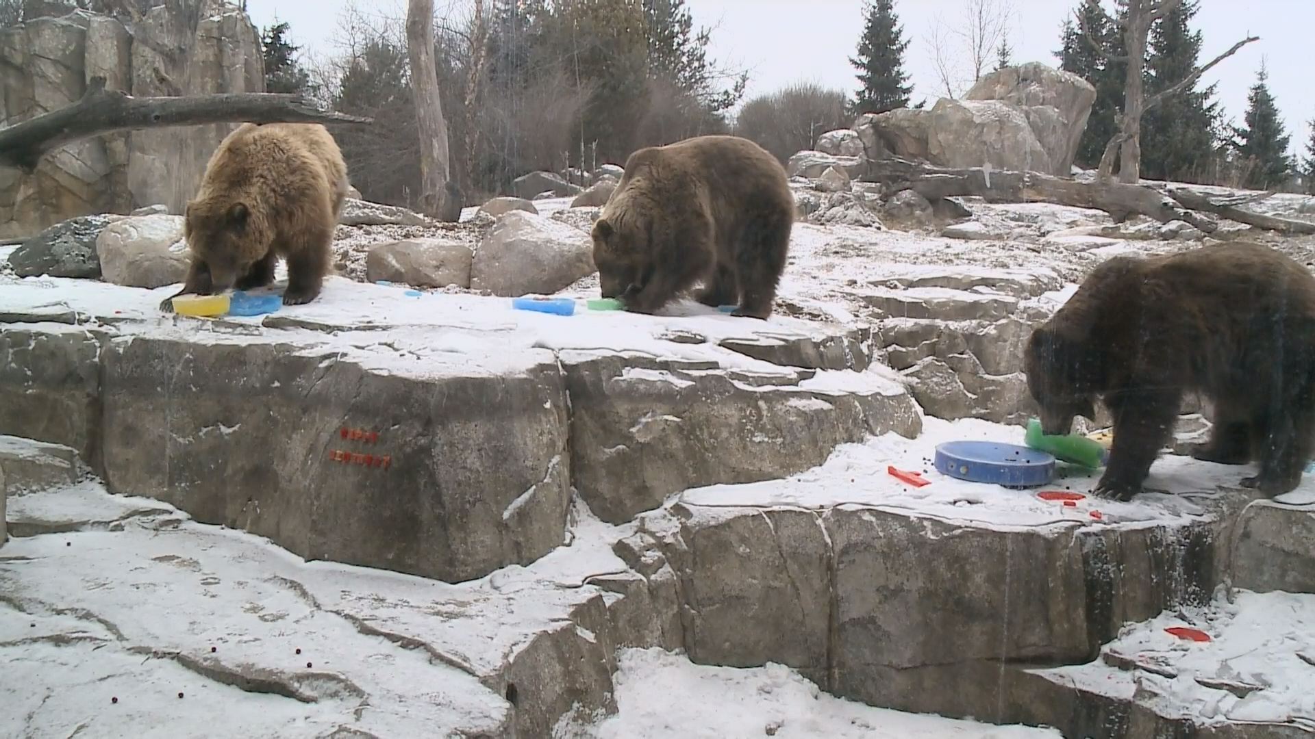 MN Zoo bears turn 10, return to exhibit | kare11.com